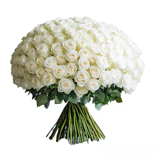 100 White Roses Elegance 1 Best flower delivery service in Amman Jordan with same day flower delivery for all occasions