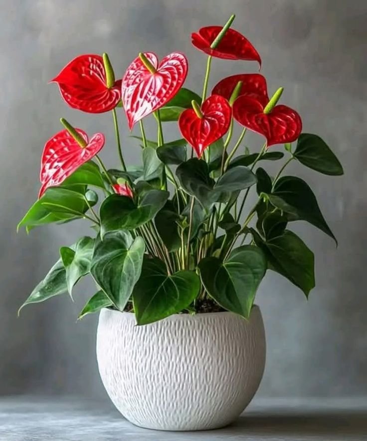 Anthurium Touch 2 Best flower delivery service in Amman Jordan with same day flower delivery for all occasions