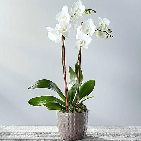 Royal White Orchid 3 أفضل خدمة توصيل ورد في عمان الأردن - توصيل في نفس اليوم لجميع المناسبات