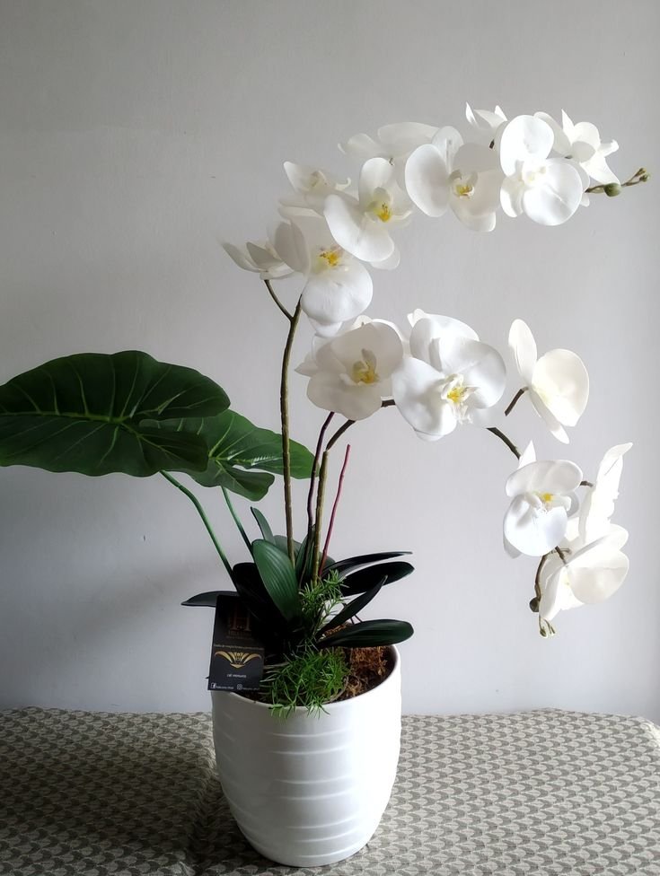 Royal White Orchid 4 أفضل خدمة توصيل ورد في عمان الأردن - توصيل في نفس اليوم لجميع المناسبات