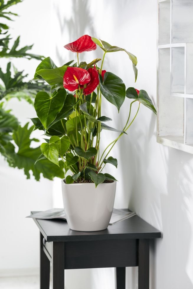 Anthurium Touch 4 أفضل خدمة توصيل ورد في عمان الأردن - توصيل في نفس اليوم لجميع المناسبات