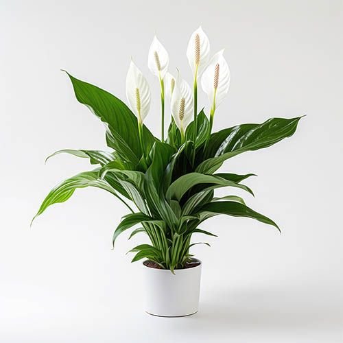 Home Roses delivered in Amman Jordan | 100wardeh 26 Best flower delivery service in Amman Jordan with same day flower delivery for all occasions