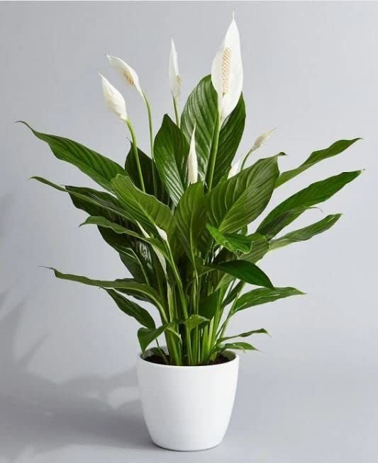 Pure Peace Lily 2 Best flower delivery service in Amman Jordan with same day flower delivery for all occasions