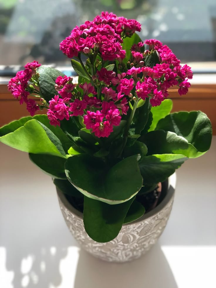 Kalanchoe Plant 2 Best flower delivery service in Amman Jordan with same day flower delivery for all occasions