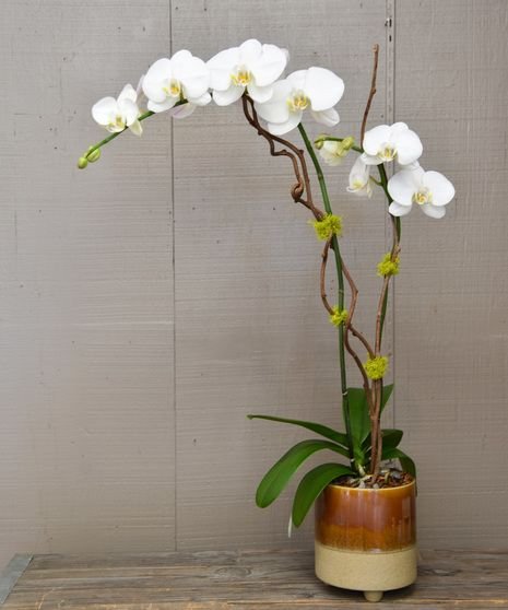 Royal White Orchid 2 أفضل خدمة توصيل ورد في عمان الأردن - توصيل في نفس اليوم لجميع المناسبات