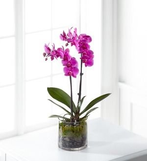 Royal Purple Orchid 4 أفضل خدمة توصيل ورد في عمان الأردن - توصيل في نفس اليوم لجميع المناسبات