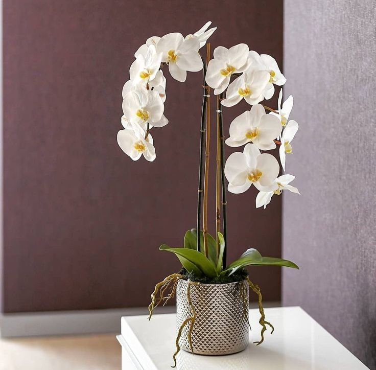 Royal White Orchid 1 أفضل خدمة توصيل ورد في عمان الأردن - توصيل في نفس اليوم لجميع المناسبات