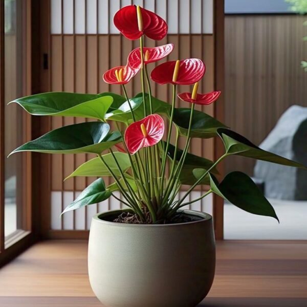 Best flower delivery service in Amman Jordan with same day flower delivery for all occasions