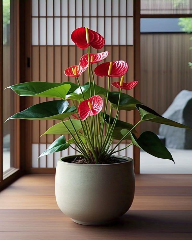 Anthurium Touch 1 Best flower delivery service in Amman Jordan with same day flower delivery for all occasions