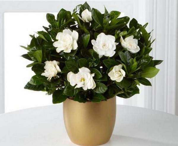 Home Roses delivered in Amman Jordan | 100wardeh 25 Best flower delivery service in Amman Jordan with same day flower delivery for all occasions