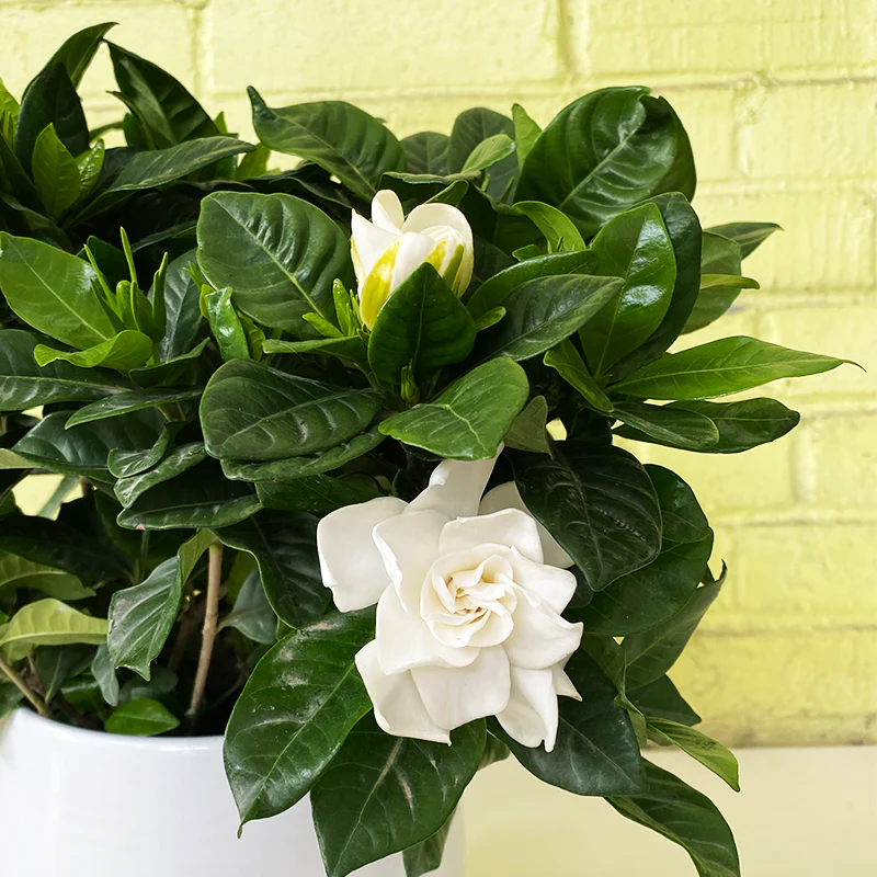 Gardenia Grace 2 Best flower delivery service in Amman Jordan with same day flower delivery for all occasions