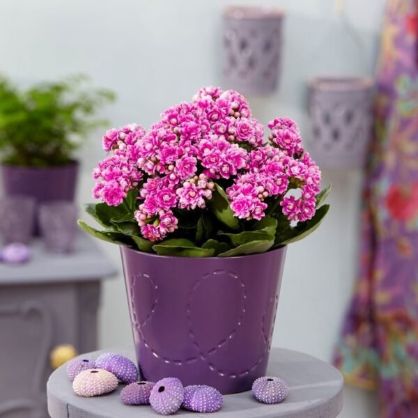 Best flower delivery service in Amman Jordan with same day flower delivery for all occasions