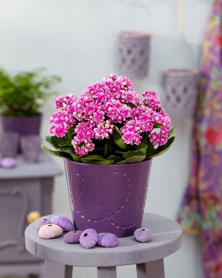 Kalanchoe Plant 1 Best flower delivery service in Amman Jordan with same day flower delivery for all occasions