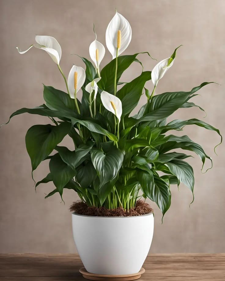 Pure Peace Lily 3 Best flower delivery service in Amman Jordan with same day flower delivery for all occasions