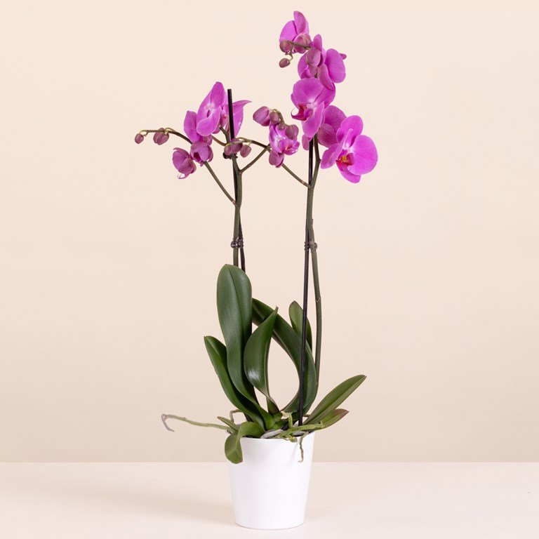 Royal Purple Orchid 3 Best flower delivery service in Amman Jordan with same day flower delivery for all occasions