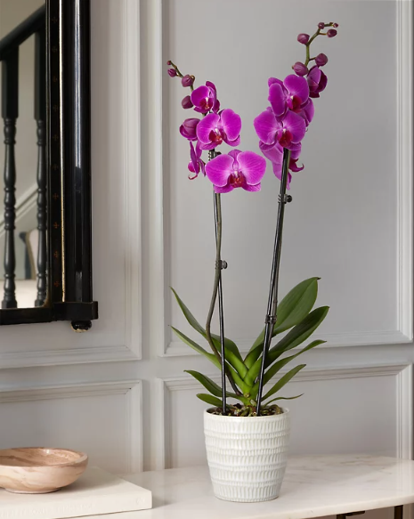 Royal Purple Orchid 2 Best flower delivery service in Amman Jordan with same day flower delivery for all occasions