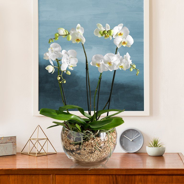 Royal White Orchid Bowl 1 Best flower delivery service in Amman Jordan with same day flower delivery for all occasions