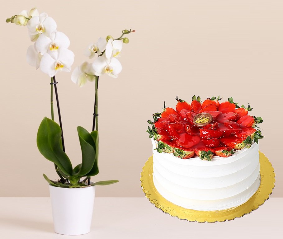 Orchid Pot & Fruit Cake 1 أفضل خدمة توصيل ورد في عمان الأردن - توصيل في نفس اليوم لجميع المناسبات