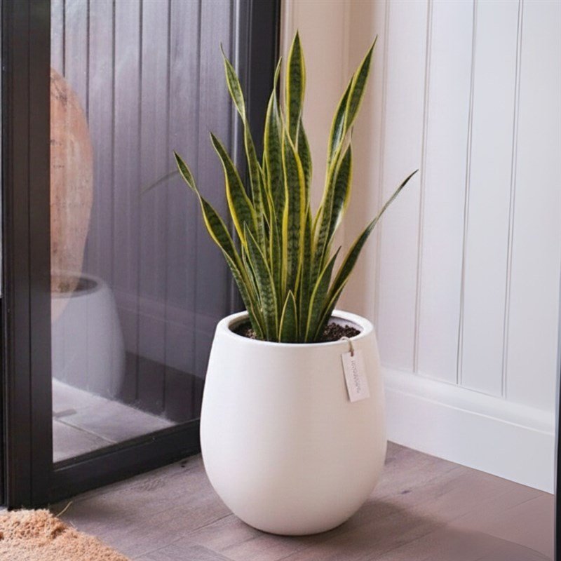 Sansevieria Plant 1 أفضل خدمة توصيل ورد في عمان الأردن - توصيل في نفس اليوم لجميع المناسبات