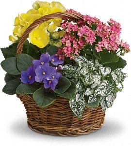 Color Bloom Basket 1 أفضل خدمة توصيل ورد في عمان الأردن - توصيل في نفس اليوم لجميع المناسبات