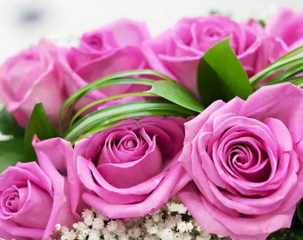 Blush Rose Box 2 Best flower delivery service in Amman Jordan with same day flower delivery for all occasions