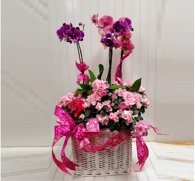 Orchid Bloom Basket 1 أفضل خدمة توصيل ورد في عمان الأردن - التوصيل في نفس اليوم