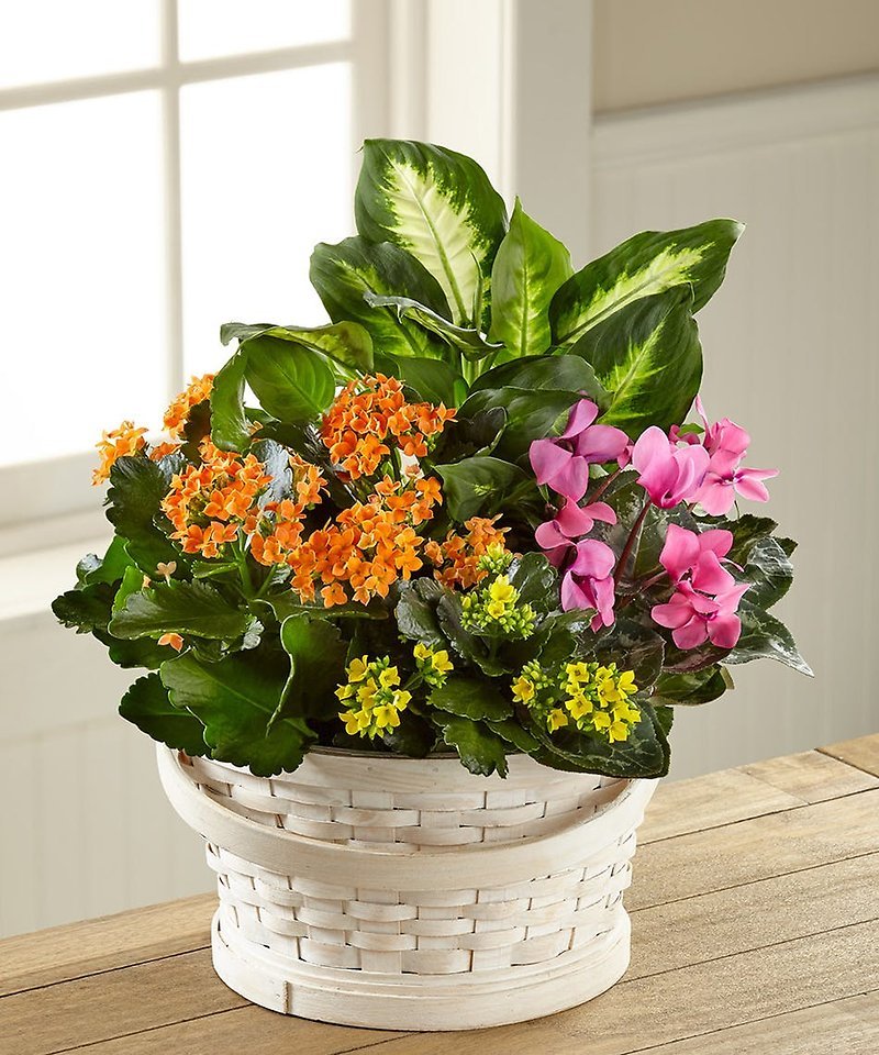 Garden Bliss Basket 1 أفضل خدمة توصيل ورد في عمان الأردن - توصيل في نفس اليوم لجميع المناسبات