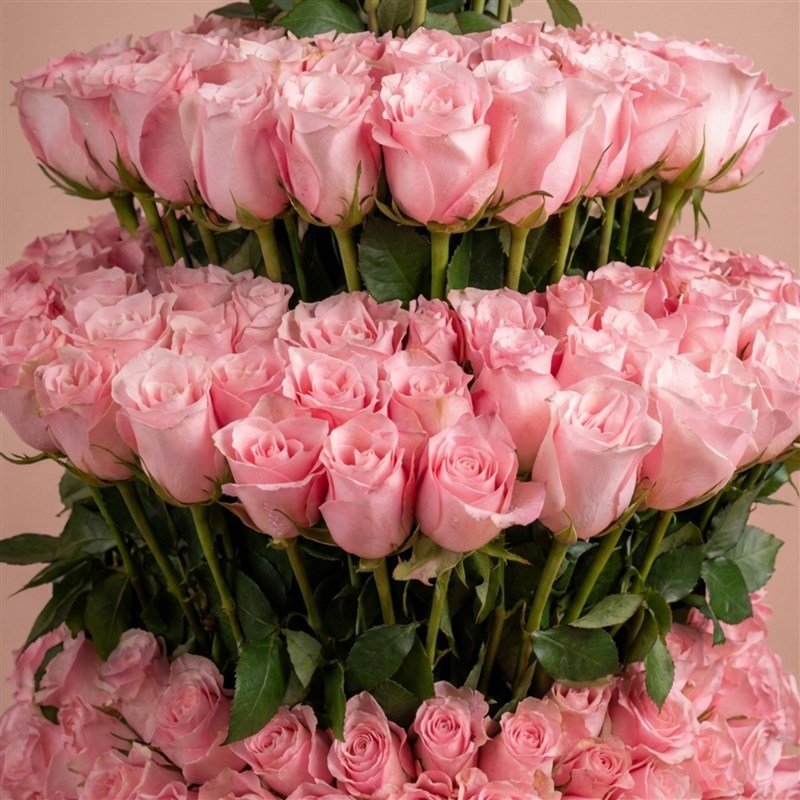 Blush Rose Royal Box 2 أفضل خدمة توصيل ورد في عمان الأردن - توصيل في نفس اليوم لجميع المناسبات