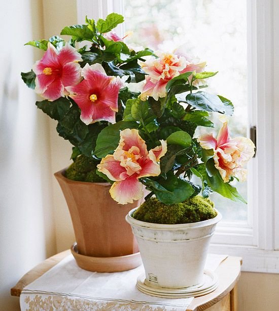 324e4eceda144082a8c67a62e1fe0d74 Best Flower Delivery in Amman (2026 Guide) - WowWard ورد وهدايا عمان