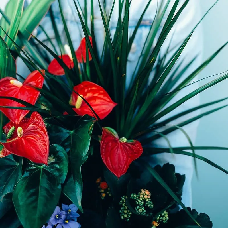 Anthurium Green Basket 2 أفضل خدمة توصيل ورد في عمان الأردن - توصيل في نفس اليوم لجميع المناسبات