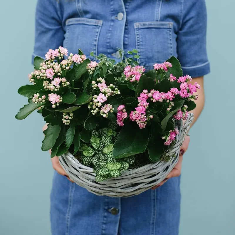 Blooming Garden Basket 3 أفضل خدمة توصيل ورد في عمان الأردن - توصيل في نفس اليوم لجميع المناسبات