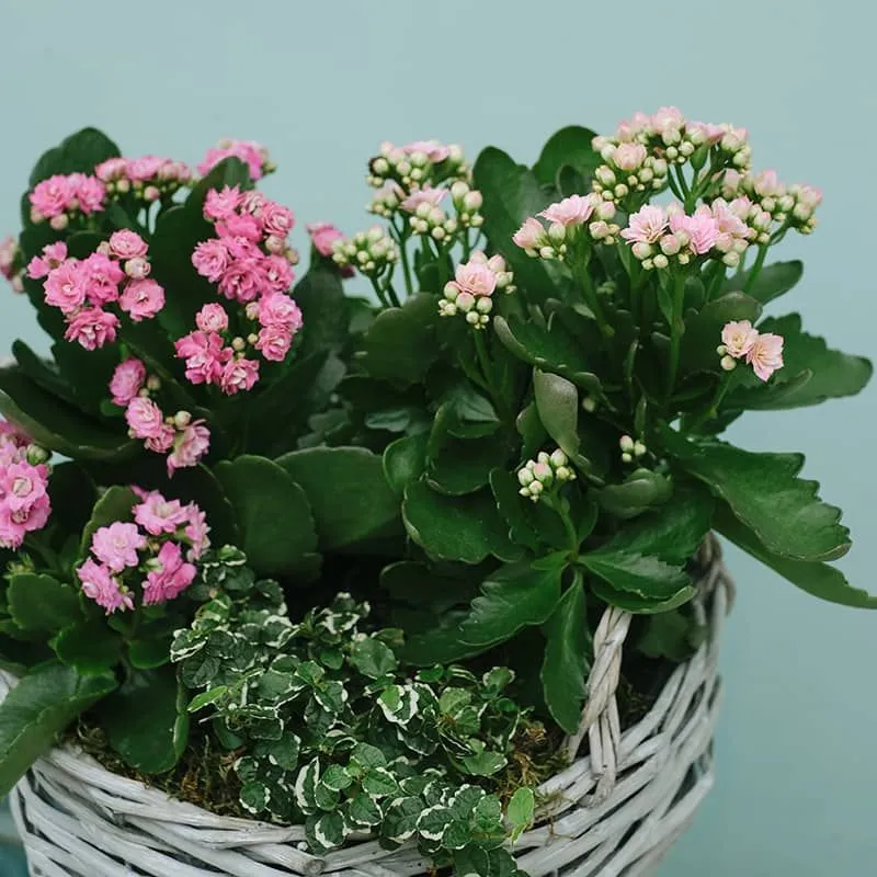 Blooming Garden Basket 2 أفضل خدمة توصيل ورد في عمان الأردن - توصيل في نفس اليوم لجميع المناسبات