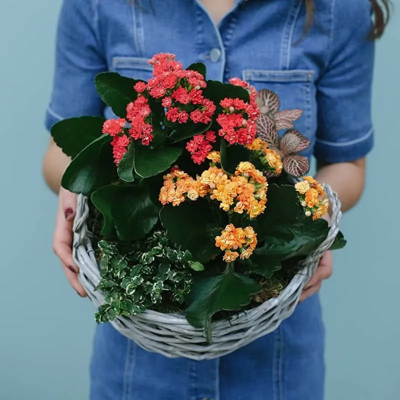 Floral Bliss Basket 2 أفضل خدمة توصيل ورد في عمان الأردن - توصيل في نفس اليوم لجميع المناسبات