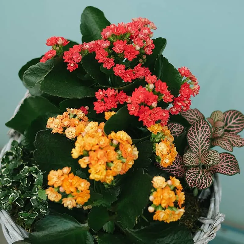 Floral Bliss Basket 3 أفضل خدمة توصيل ورد في عمان الأردن - توصيل في نفس اليوم لجميع المناسبات