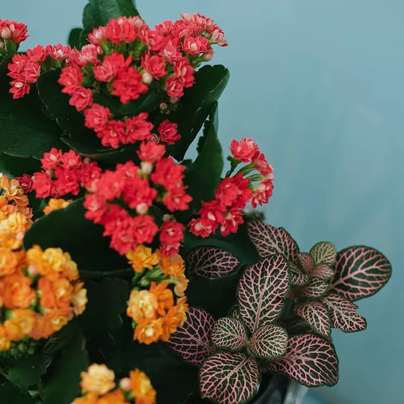 Floral Bliss Basket 4 أفضل خدمة توصيل ورد في عمان الأردن - توصيل في نفس اليوم لجميع المناسبات