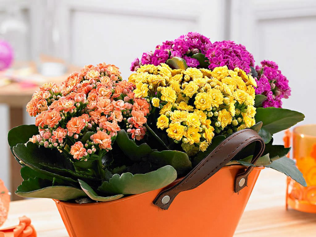 Colorful kalanchoe garden 2 أفضل خدمة توصيل ورد في عمان الأردن - التوصيل في نفس اليوم