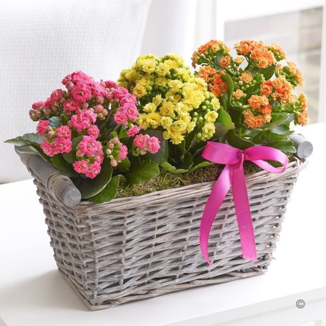 Colorful kalanchoe garden 1 أفضل خدمة توصيل ورد في عمان الأردن - التوصيل في نفس اليوم