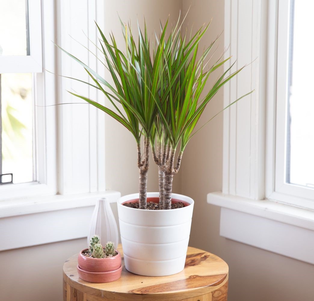 Dracaena Marginata Plant – 70 cm 1 توصيل ورد عمان الاردن